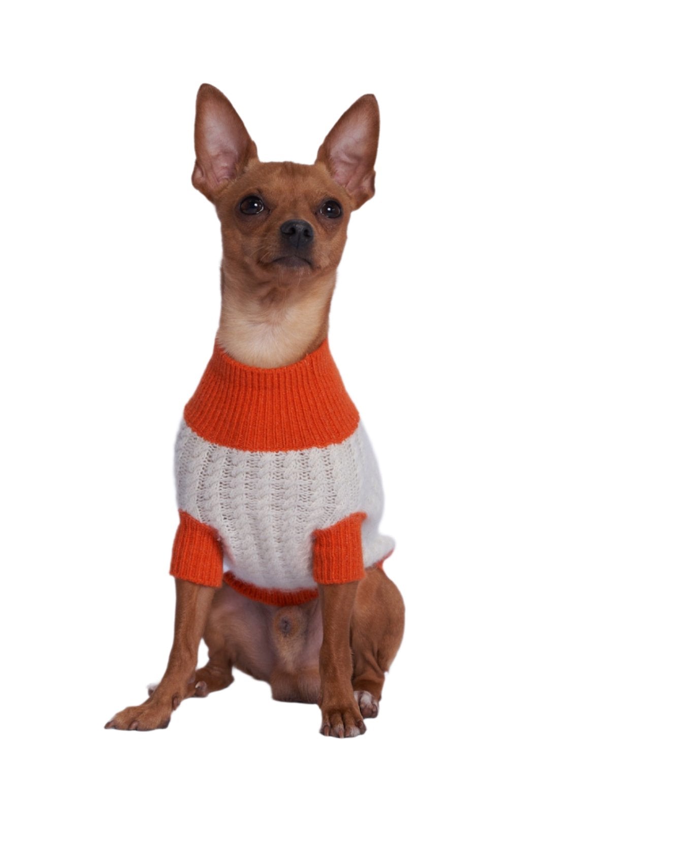 A dog wearing a white cashmere sweater with an orange wrist band, waist band and neck band. 